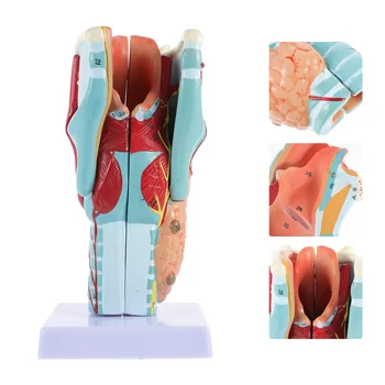 Dummy Model van de Anatomie van het Strottenhoofd Keel van het Menselijke Torso, Anatomische 3D Wetenschap Modellen van de Luchtwegen Neus-Mond Studie Onderwijs Levert