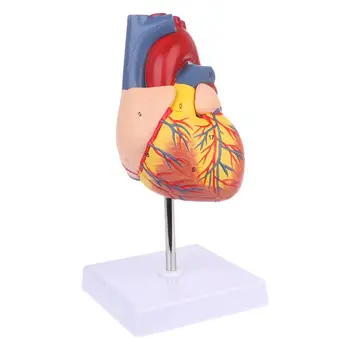Gedemonteerd Anatomische Menselijk Hart Model Anatomie Medische Hulpmiddel Om Te Leren