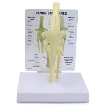Kniegewricht Model Dierlijk Lichaam Replica van de Anatomie van de Normale Hond Elleboog voor Veterinair Bureau Educatieve Tool Anatomicals