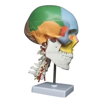 Menselijk Skelet In Anatomisch Halswervel Model Van De Schedel Met Gekleurde Botten Halswervel Beige Sculptuur Medische Benodigdheden